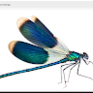 Meet your Posher, Miranda d.